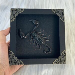 Black Framed Scorpion Decor ~ REAL Insect Specimen